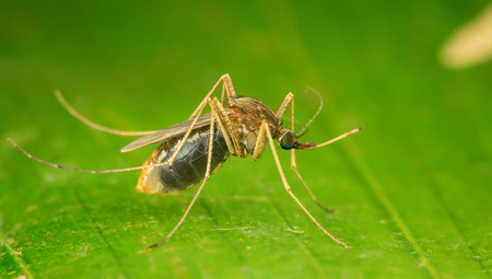 Mosquito side viewの写真素材