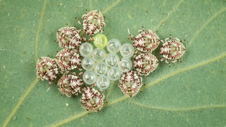 Shield bug surrounding thier egg