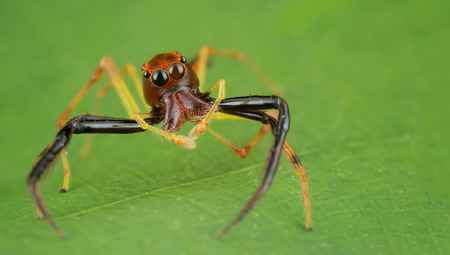 Jumping Spider after meal