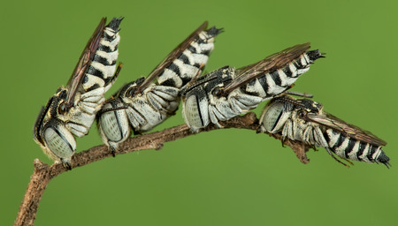 Four sleeping cuckoo beeの写真素材