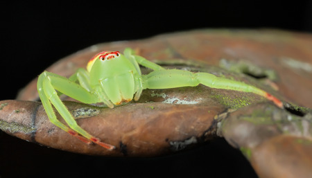 A crab spider resting on a dead leafの写真素材