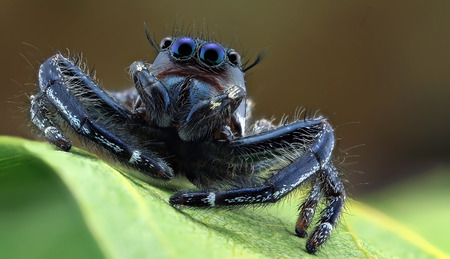 Hyllus spider potrait