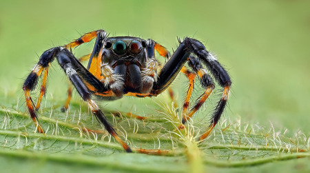 A portrait of a jumping spiderの写真素材