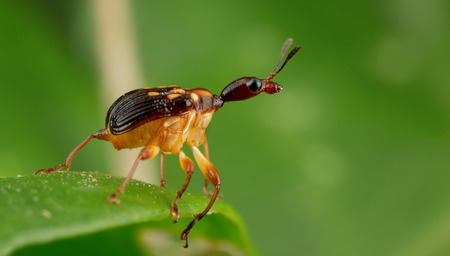 Girrafe weevil