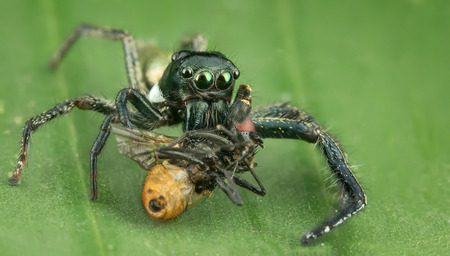 hyllus keratodes easting a flesh flyの写真素材