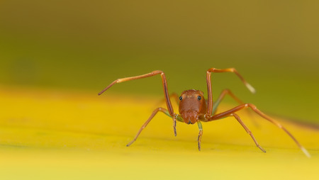An ant mimic spiderの写真素材