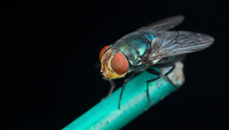 Flesh flyの写真素材