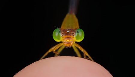 Damselflyの写真素材