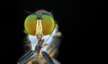 Robber Fly with hunting gloryの写真素材