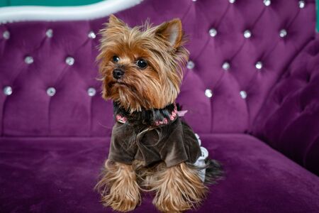 Brown yorkshire Terrier girl. In dog clothes on a purple sofaの写真素材
