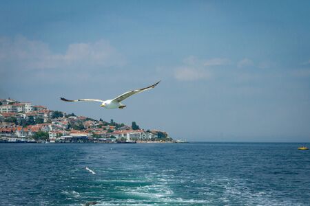 Flying over the sea Seagull on the background of white houses with red brick roofs.の写真素材
