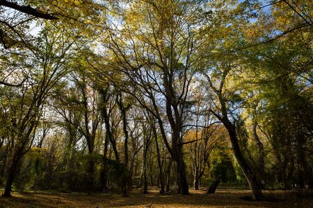 Sunset in the autumn forest of tall trees.の写真素材