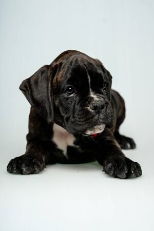 Tiger boxer puppy isolated on white background.の写真素材