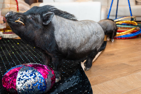 Charming Black Pig Amidst Colorful Sequin Cushions