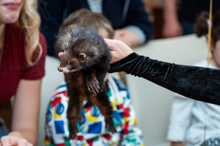 Childs Delight at Ferret Encounter at Kids Partyの写真素材