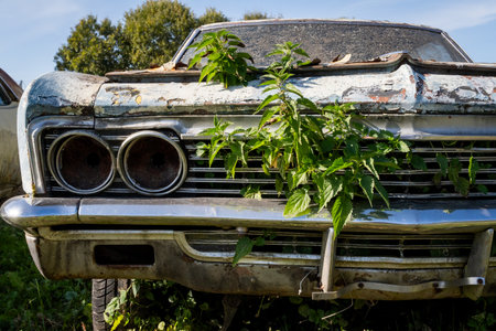 Abandoned Car with Overgrown Weeds on Front Yard