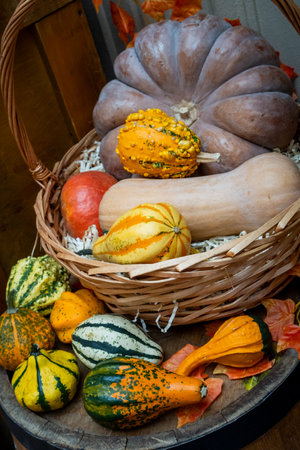 Harvest Basket Filled with Colorful Gourds and Pumpkinsの写真素材