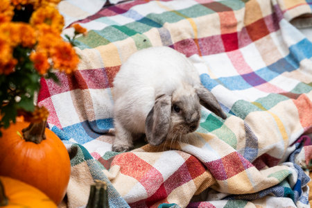 Adorable Bunny on Colorful Blanket with Pumpkinsの写真素材