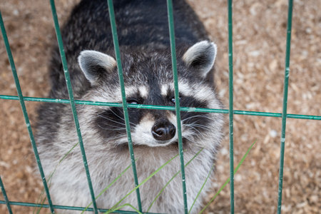 Curious raccoon peering through a metal fenceの写真素材
