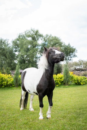 Miniature Horse Standing Proud in Lush Green Meadowの写真素材