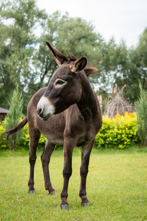 Curious Donkey Standing in Lush Green Field