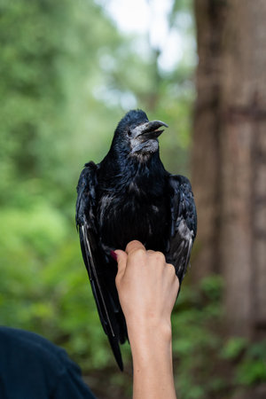 Person Holding a Black Crow Outdoorsの写真素材