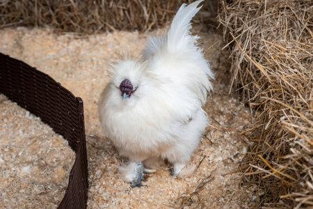 Fluffy White Silkie Chicken in a Barn Setting