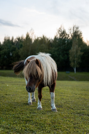Brown and White Pony Grazing Peacefully on Grassの写真素材