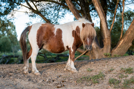 Calm Grazing Pony Under Trees in Natural Habitatの写真素材