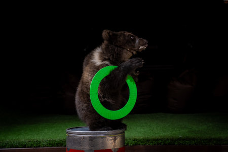 Bear Performing Trick with Green Hoop in Circus Settingの写真素材