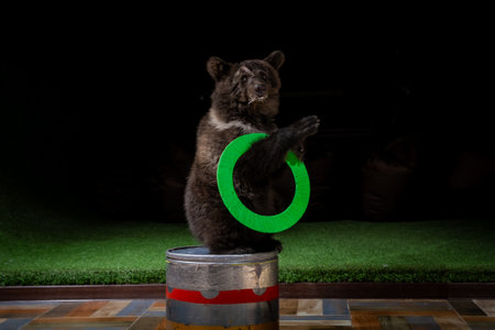 Bear Cub Balancing with Green Ring on a Pedestalの写真素材