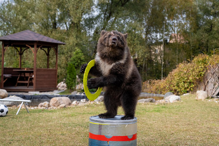 Bear Balancing on Barrel with Hoop in Outdoor Settingの写真素材