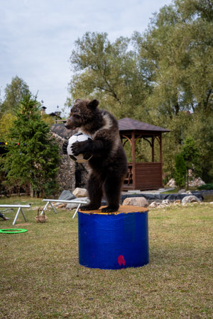 Bear Balancing on Barrel Holding Soccer Ball Outdoorsの写真素材