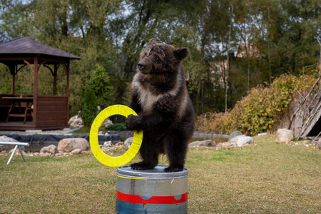Bear Balancing on Barrel Holding Hoop Outdoorsの写真素材