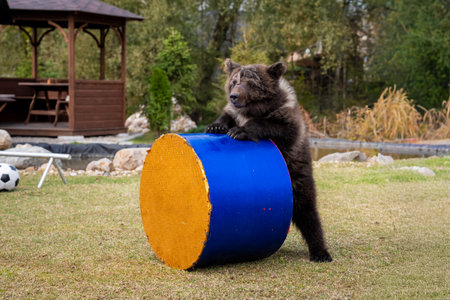 Bear Cub Playing with Large Colorful Cylinderの写真素材