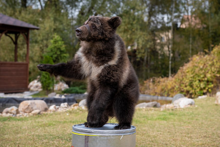 Bear Cub Balancing on Barrel in Outdoor Settingの写真素材