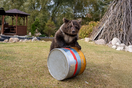 Bear Resting on Drum in Outdoor Settingの写真素材