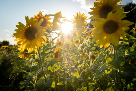 Sunlight Filtering Through Blooming Sunflowers in Fieldの写真素材