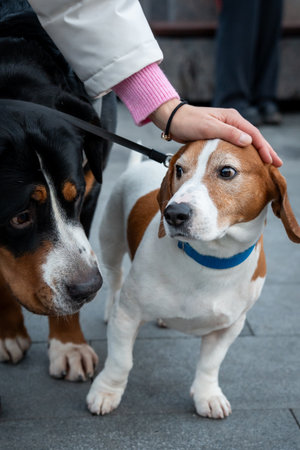 Friendly Dogs Interacting with a Gentle Touch