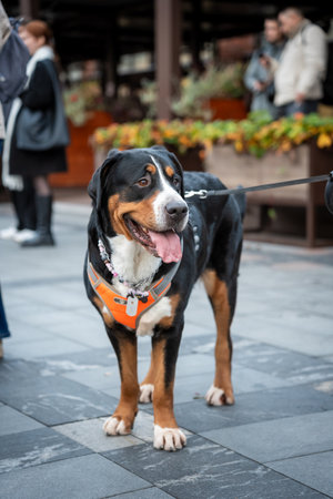 Happy Dog on Leash Enjoying Outdoor Walkの写真素材