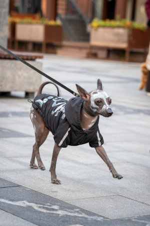 Hairless Dog in Jacket on Urban Walkwayの写真素材