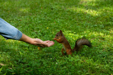 Human Hand Feeding Squirrel in Green Meadowの写真素材