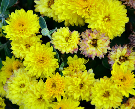 A spring primrose is in a bouquet, floral backgroundの写真素材