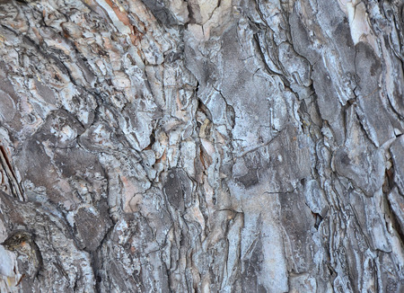 Tree bark textureの写真素材