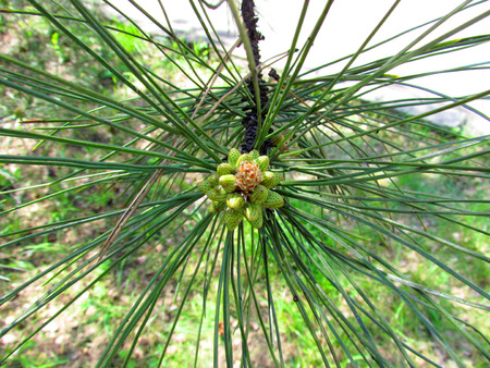 Pine Branch With Gossamers In Summerの写真素材