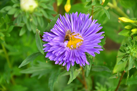Image of beautiful violet flower and beeの写真素材