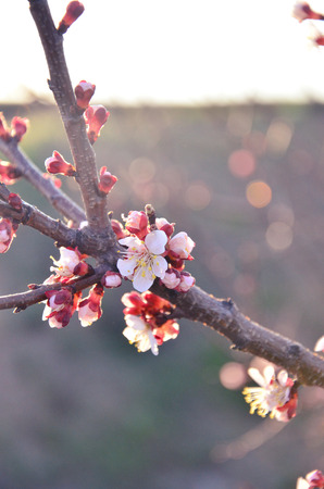 Beautiful flowering  cherryの写真素材