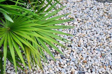plants on the stones backgroundの写真素材