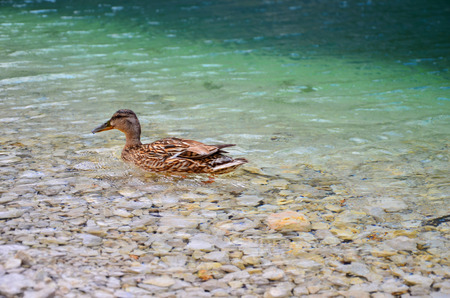 duck on the lake morningの写真素材