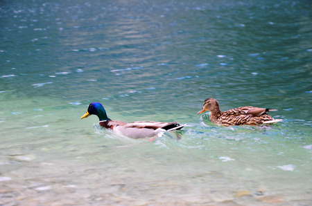 duck on the lake morningの写真素材